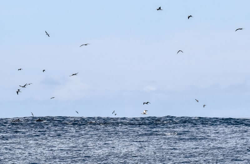 www.FishPanamaToday.com