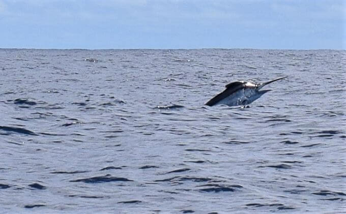 Marlin rising out of water, while hooked.