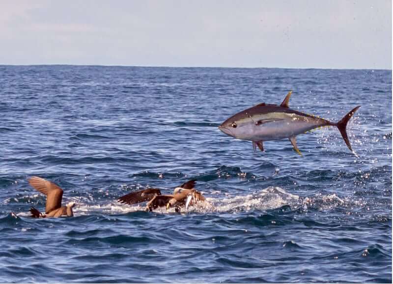 www.FishPanamaToday.com