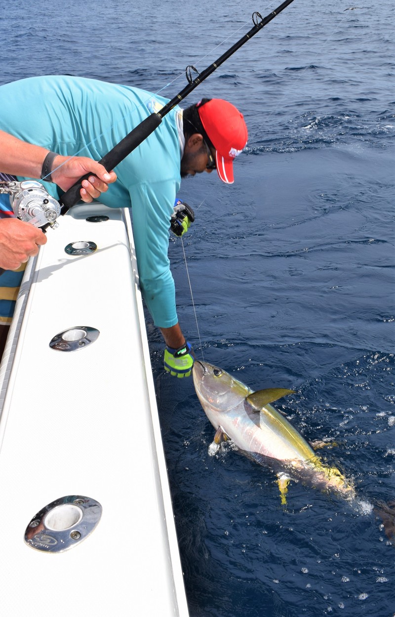 Releasing small yellowfin tuna