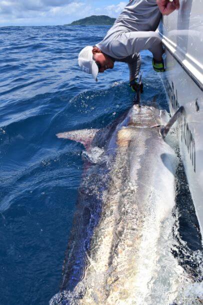 Mate releasing black marlin alongside a World Cat catamaran.