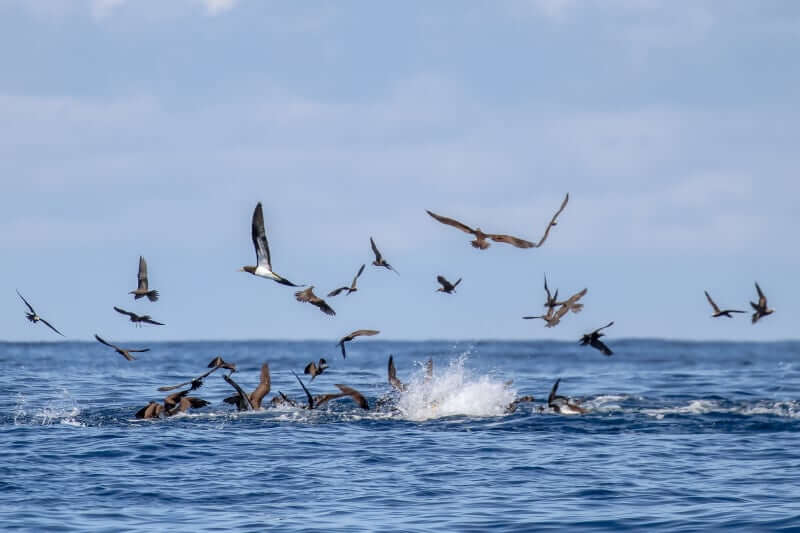 www.FishPanamaToday.com