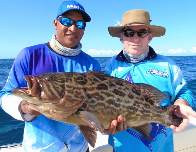 broomtail grouper panama