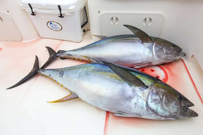 www.FishPanamaToday.com