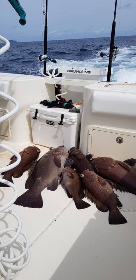 Snowy Grouper on deck of The "SEA TOY" one of our World Cats at Sport Fish Panama Island Lodge
