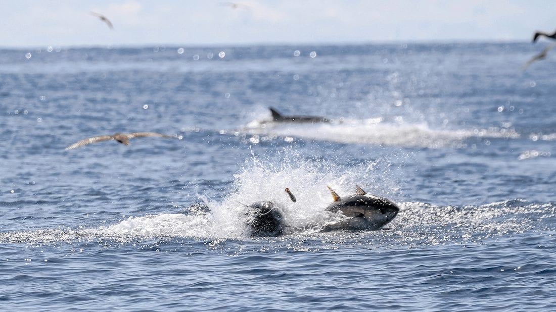 Busting Tunas at Sport Fish Panama Island Lodge