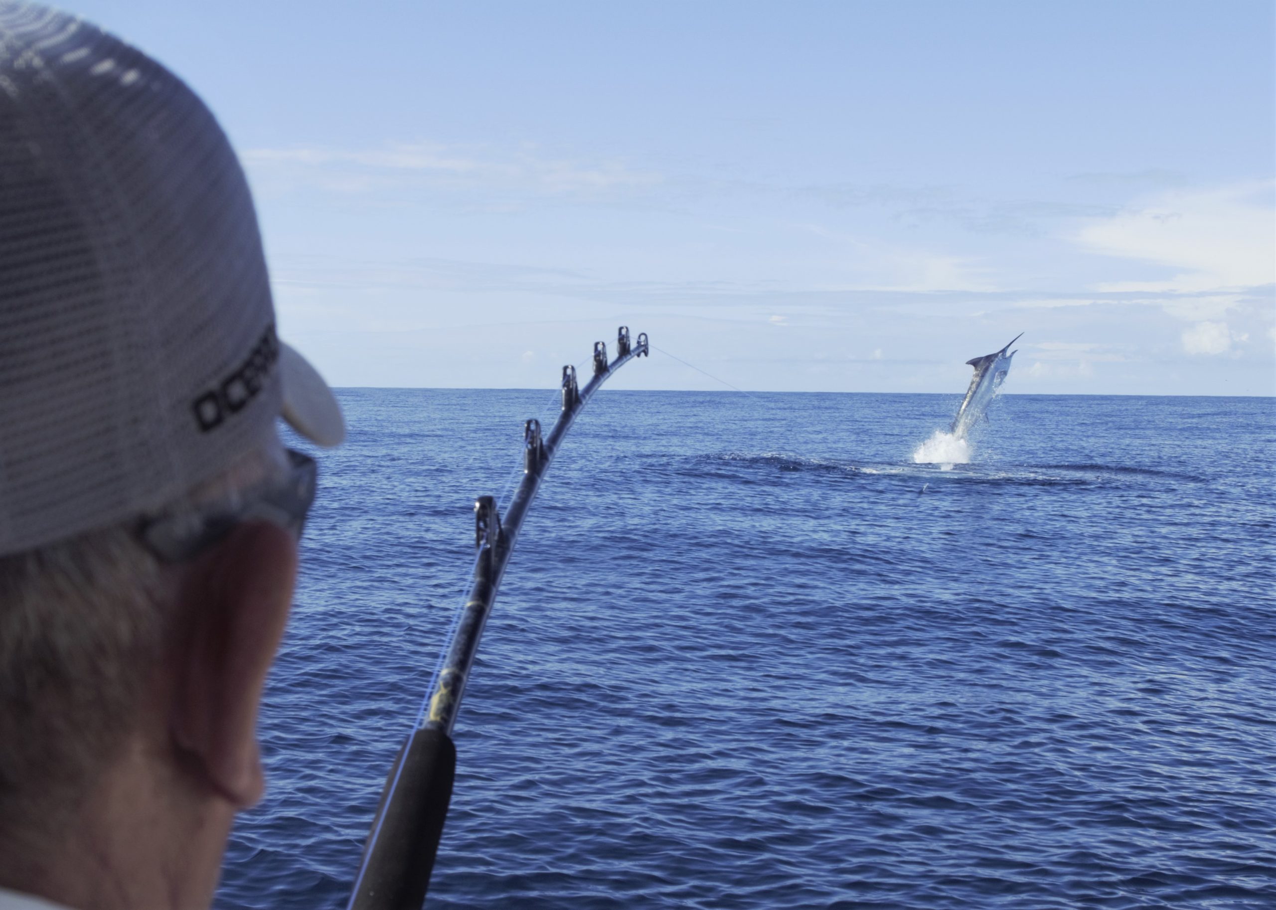 Hooked Marlin jumping