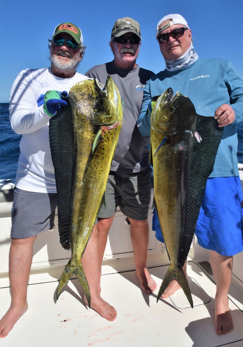 3 angler holding dorado. Also known as ‘Mahi-Mahi’ or ‘Dolphin’ 