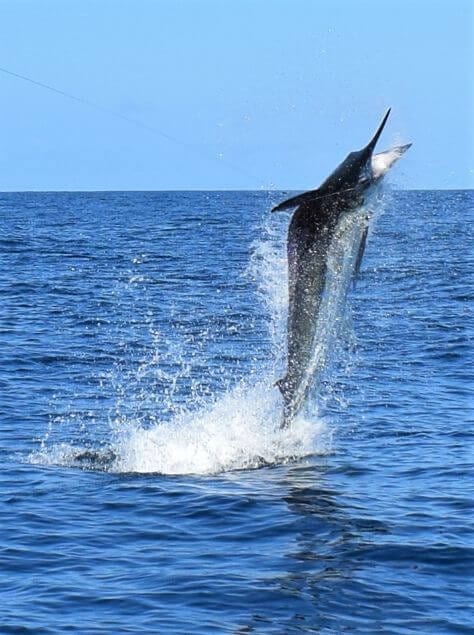 Black marlin jumping clear of water while hooked. Sport Fish Panama Island Lodge