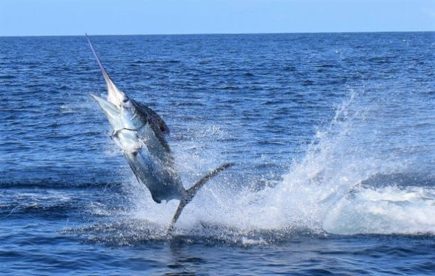 Black marlin jumping clear of water. Tail barely touching water