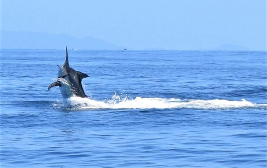 Black marlin on the hook, rising out of water. Panama coast in the background