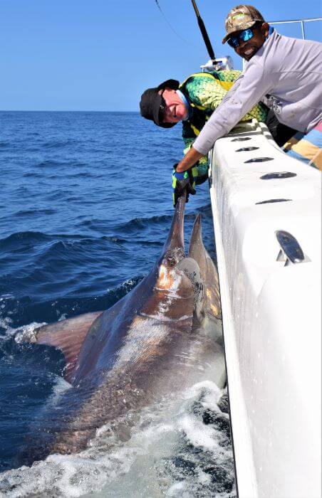 Mate releasing black marlin alongside a World Cat catamaran.