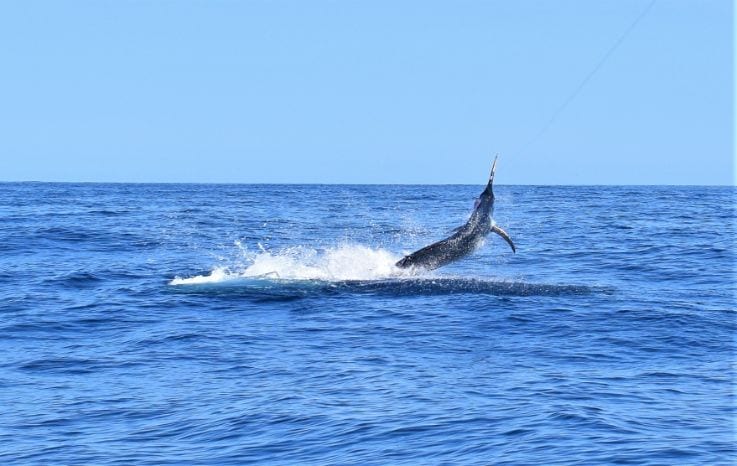 Marlin jumping and trying to throw the lure