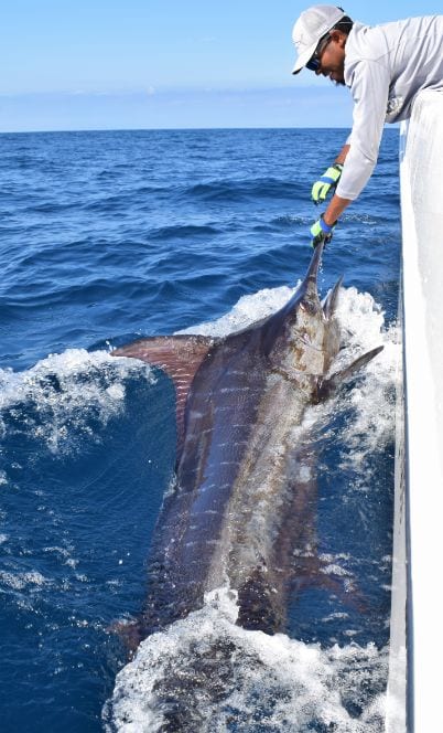 Mate holding black marlin alongside the T.O.P. CAT, 33' WORLD CAT TE