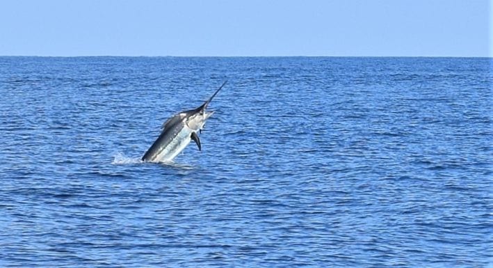 Marlin jumping out of water while hooked