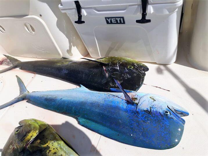 Dorado, also known as ‘Mahi-Mahi’ or ‘Dolphin’ on boat deck, with YETI cooler in background
