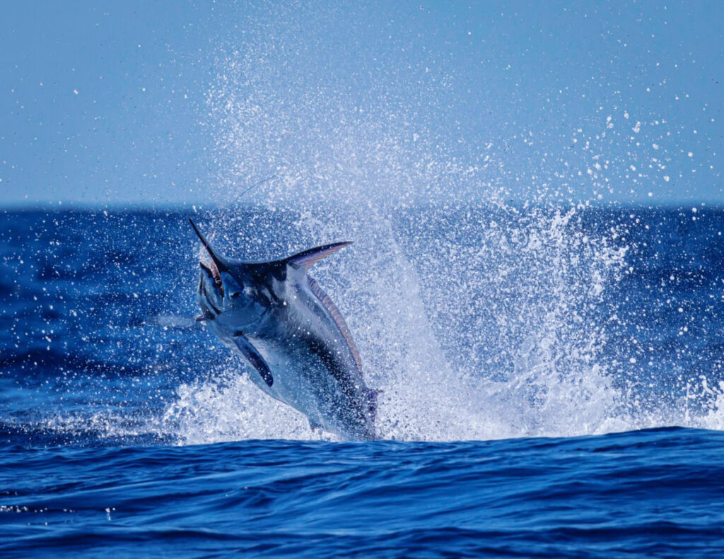 blue-marlin