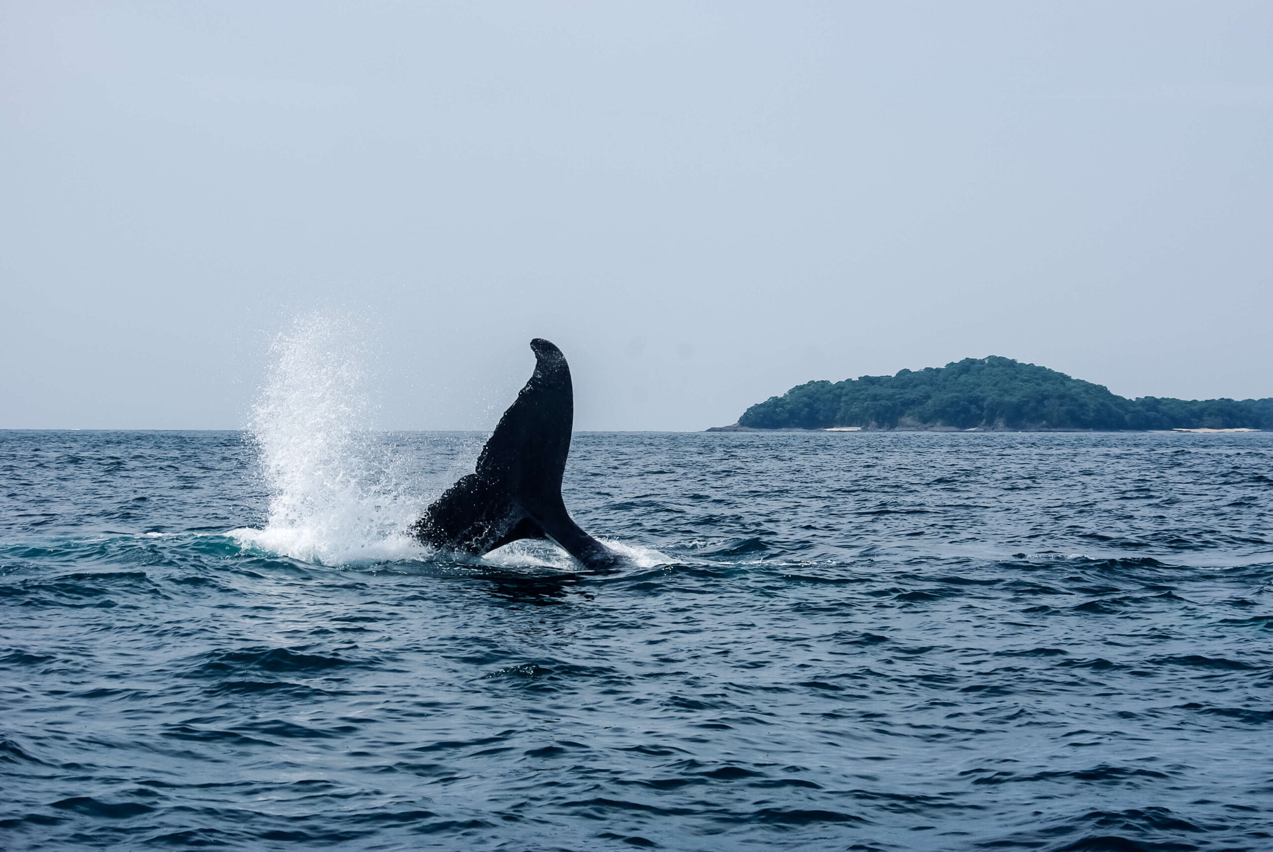 whale tail in water in panama